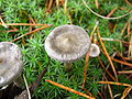 Cantharellula umbonata, champignon à chapeau umboné