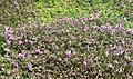 Crozon : bruyère en fleur près du Cap de la Chèvre 1
