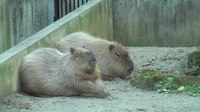Fichier:Zoo Capybara Ueno 2009.ogv