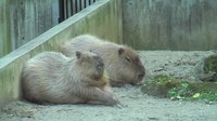 Soubor: Capybara Ueno Zoo 2009.ogv