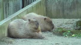 Αρχείο:Capybara Ueno Zoo 2009.ogv