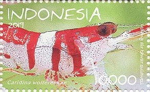 Caridina woltereckae 2019 stamp of Indonesia.jpg