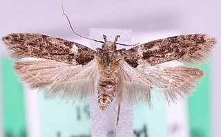 <i>Carpatolechia fugacella</i> Species of moth