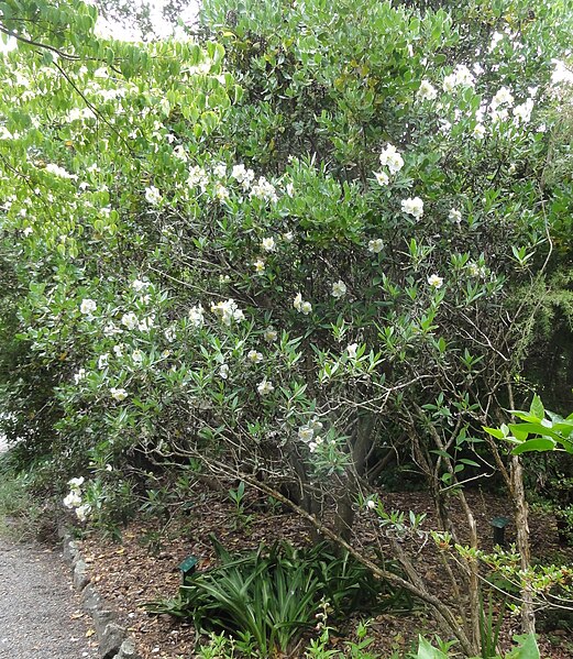 File:Carpenteria californica 2 2011.JPG