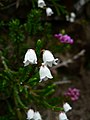 Cassiope mertensiana