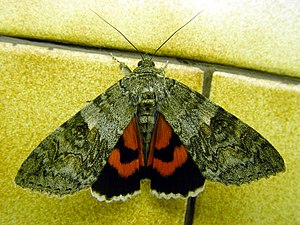 Catocala nupta, red underwing, a noctuid moth Catocala.nupta-Moth3-30.07.06.jpg