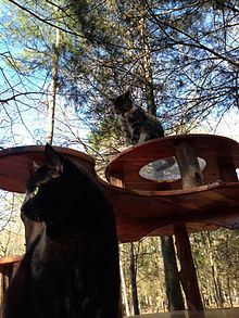 Cats playing in the large Goathouse Refuge yard Cats Playing at the Goathouse Refuge.jpg