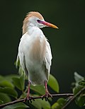 Thumbnail for Cattle egret