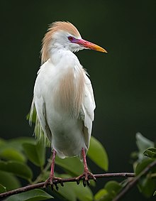 Little Egret? Do they exist with these colors? : r/birding