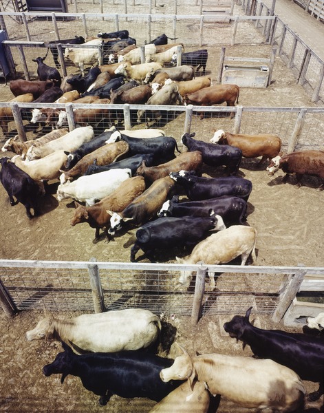 File:Cattle feedlot, Fort Worth, Texas LCCN2011631048.tif