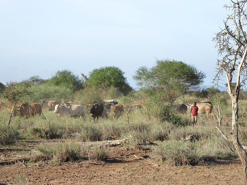 File:Cattle minder (32118552863).jpg