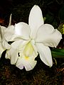 Cattleya × dolosa flower forma alba