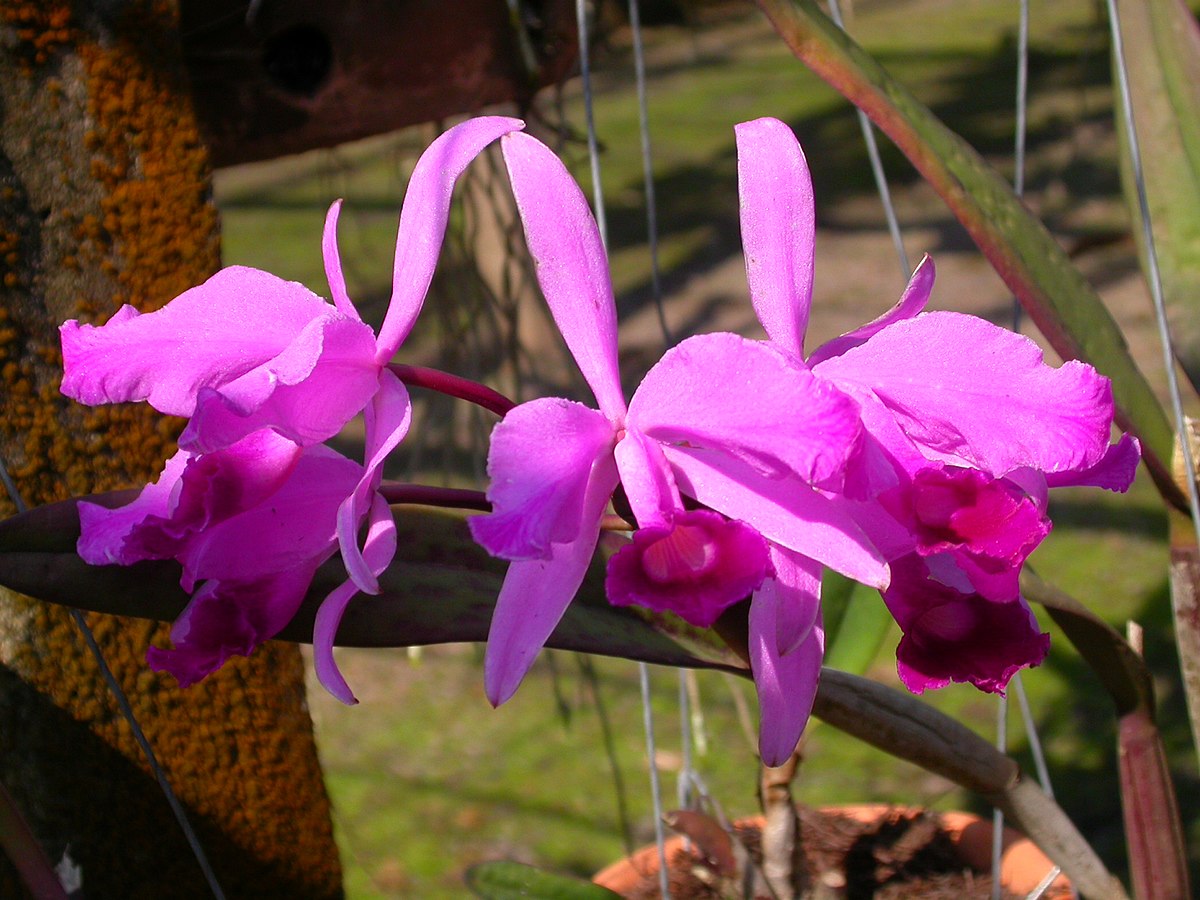 Cattleya lawrenceana – Wikipedia tiếng Việt