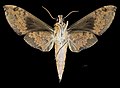 * Nomination Eumorpha anchemolus - △ Ventral side - Female. By User:Archaeodontosaurus --Olivier LPB 07:56, 2 July 2018 (UTC) * Promotion Good quality. --Peulle 14:29, 2 July 2018 (UTC)