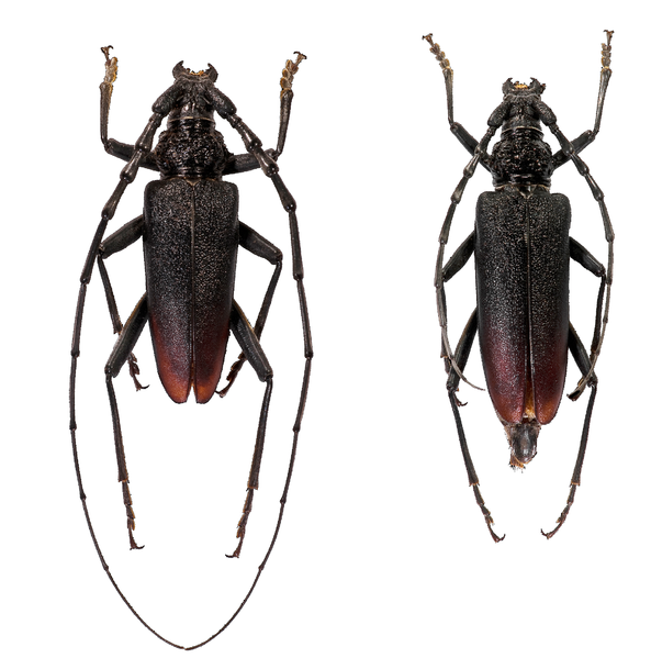 File:Cerambyx cerdo (couple) white version.png