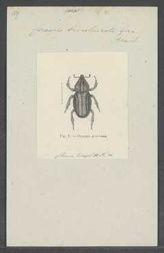 Ceraspis - Cetak - Iconographia Zoologica - Koleksi Khusus Universitas Amsterdam - UBAINV0274 020 06 0015.tif