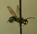 Thumbnail for File:Ceratina acantha m.jpg