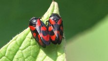 Dosya: Cercopis securityata mating.ogv