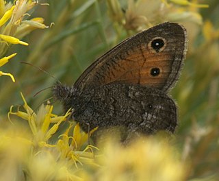 <i>Cercyonis meadii</i> Species of butterfly