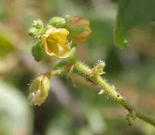 <i>Chamaecrista absus</i> Species of plant in the family Fabaceae