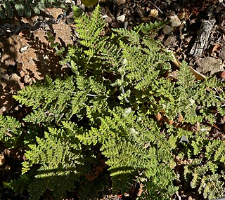 <i>Myriopteris gracilis</i> Species of fern