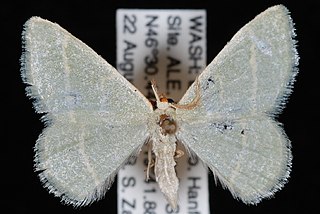 <i>Chlorochlamys triangularis</i> Species of moth