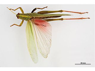 <i>Chondracris rosea</i> Species of grasshopper