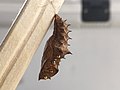 Chrysalis