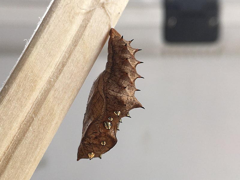 File:Chrysalis of Argyreus hyperbius.jpg