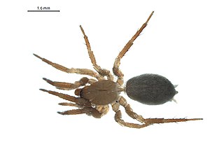 <i>Cicurina intermedia</i> Species of spider