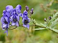 * Nomination Aconitum napellus in Gröden --Moroder 15:40, 4 February 2012 (UTC) * Decline Sorry, good idea, but too tight at left, only one flower is in focus--Lmbuga 17:48, 5 February 2012 (UTC)