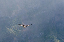 Foto einer fliegenden Réunionweihe über Bergland. Die Oberflügel sind noch nicht vollständig ausgefärbt.