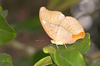 Cirrochroa thais at Kadavoor.jpg