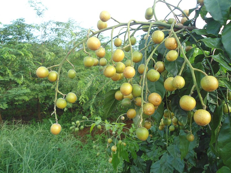 File:Clausena lansium in Hainan - 01.JPG