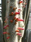 Miniatura para Cleistocactus strausii