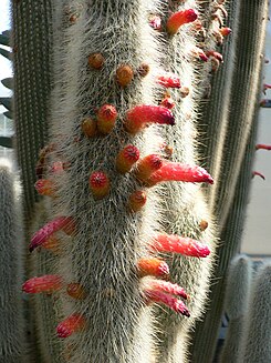 Cleistocactus strausii2.jpg