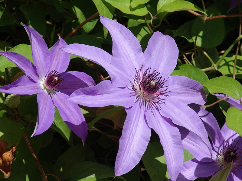 File:Clematis.JPG