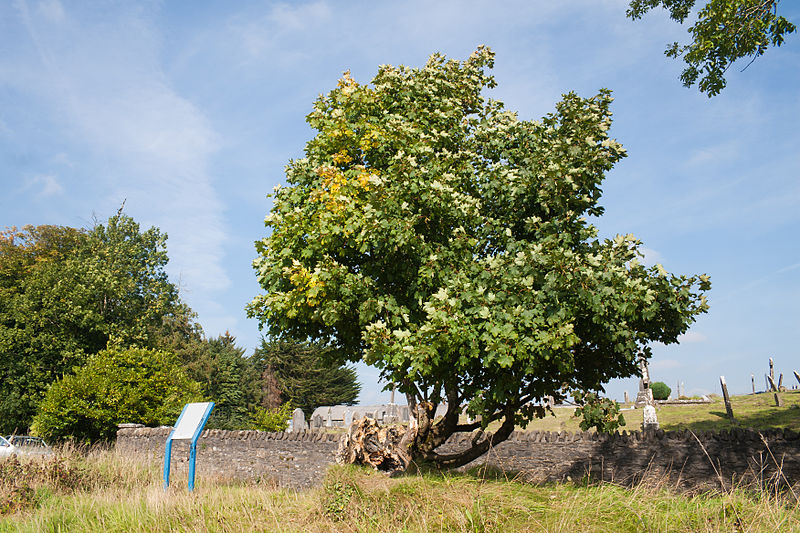 File:Clonenagh St. Fintan's Tree 2010 09 03.jpg