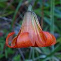 Lilium maritimum