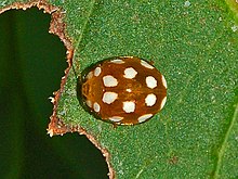 Coccinellidae - Vibidia duodecimguttata-1.JPG