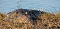 * Nomination Nile crocodile (Crocodylus niloticus), Chobe National Park, Botswana --Poco a poco 18:39, 22 November 2018 (UTC) * Promotion  Support Good quality. --Ermell 21:04, 22 November 2018 (UTC)