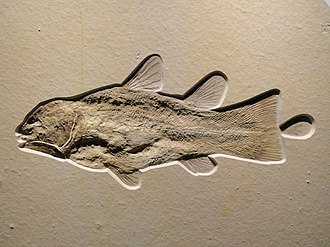 Coelacanth from the Solnhofen Limestone Coelacanth, Late Late Jurassic, Tithonian Age, Solnhofen Lithographic Limestone, Solnhofen, Bavaria, Germany - Houston Museum of Natural Science - DSC01858.JPG