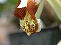 Coelogyne tomentosa Labellum