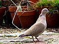 Collared Dove, UK (8929367559).jpg