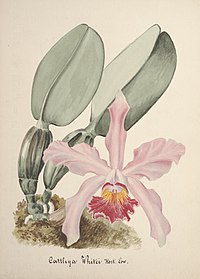 Cattleya × whitei