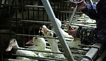 Foie gras, Definition, Production, Cruelty, & Facts