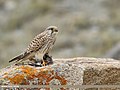 Common Kestrel (Falco tinnunculus) (50438683922).jpg
