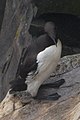 Common Murre (Uria aalge) - Cape St. Mary's Ecological Reserve, Newfoundland 2019-08-10 (01).jpg