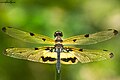 Common Picture Wing Male - Rhyothemis variegata.jpg