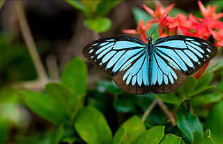 <i>Pareronia valeria</i> Species of butterfly